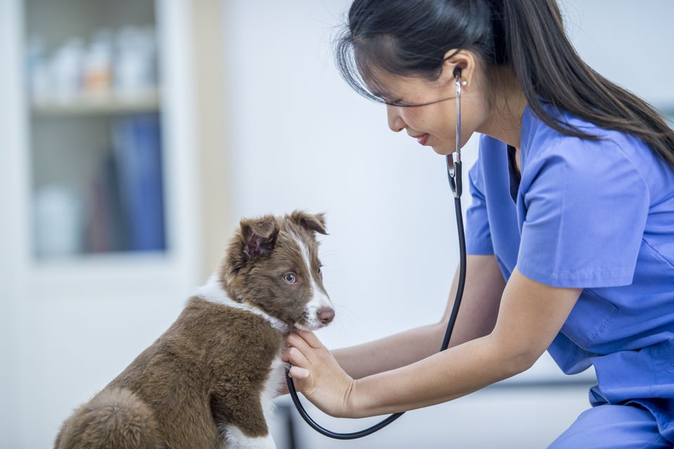 Vet listens to dog's heart with a stethoscope.