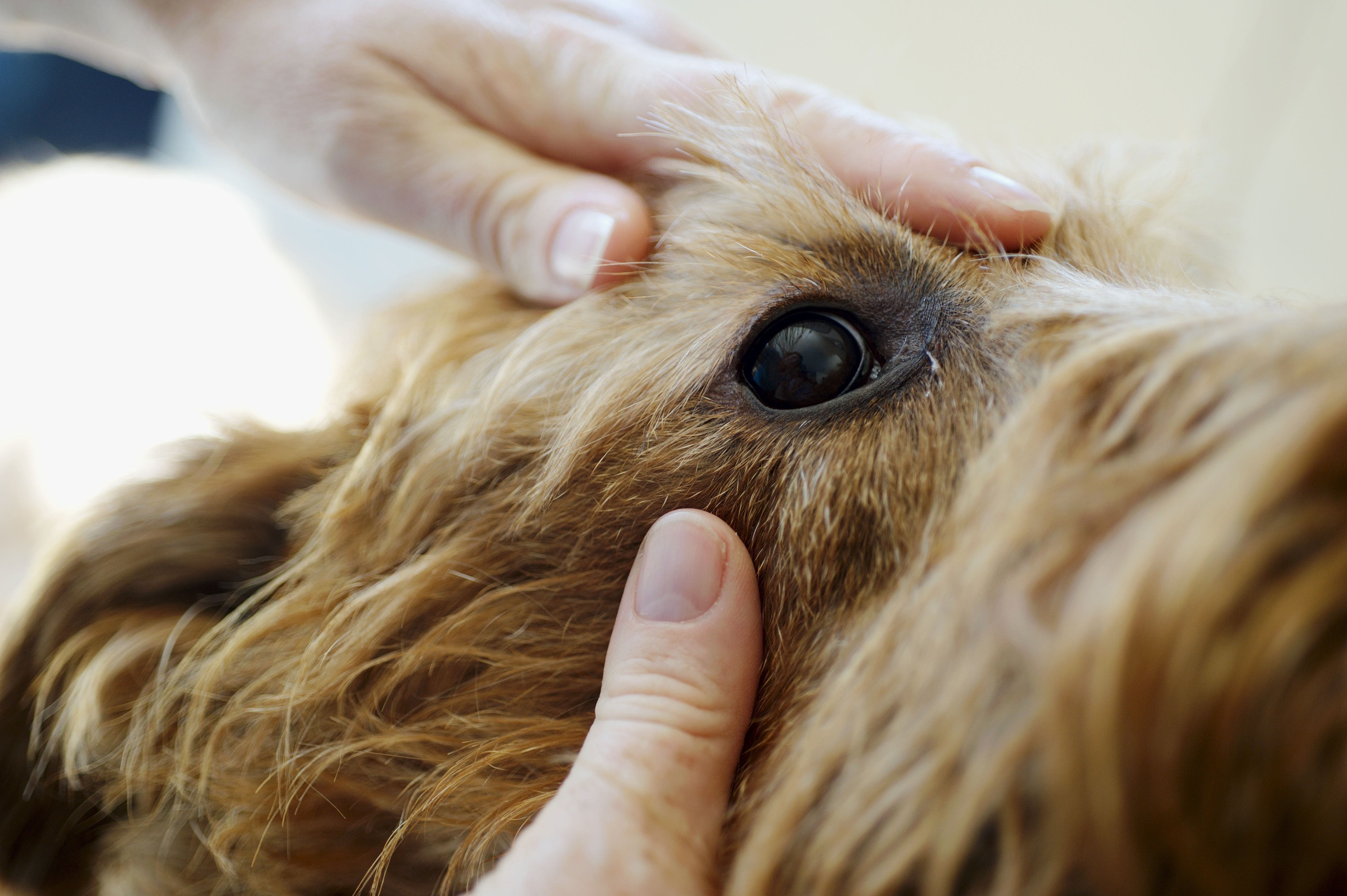 Vet checking eye of dog using hands to pull fur back