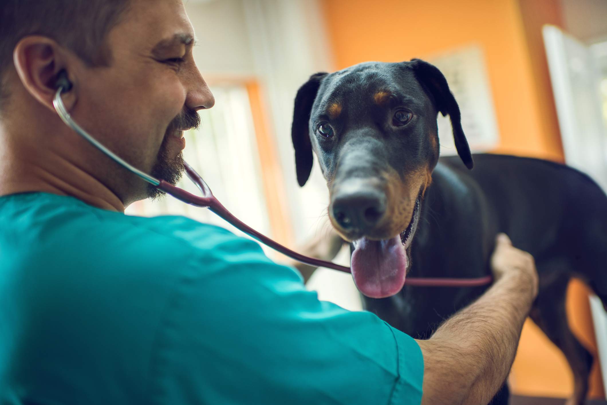 veterinarian examining a Doberman with stethoscope