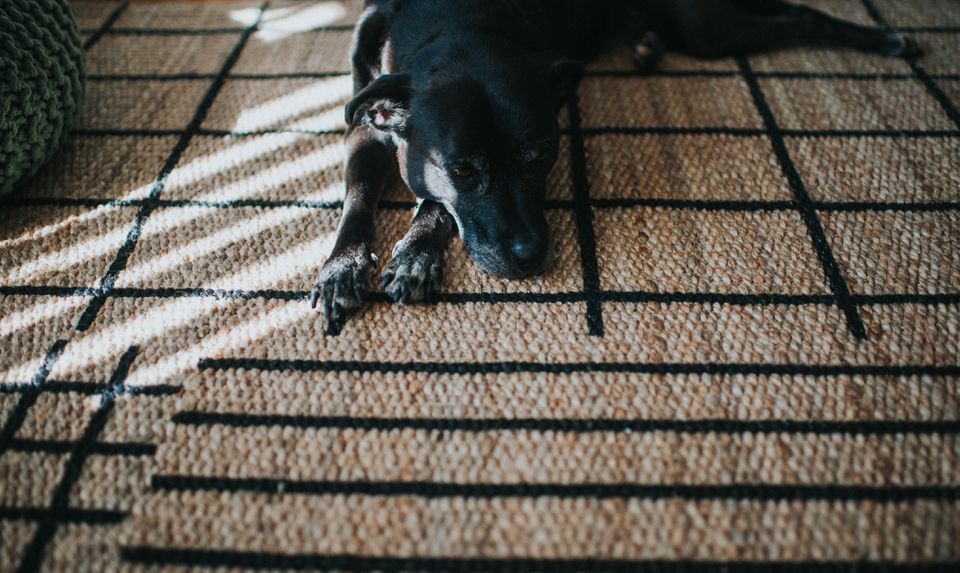 Dog lying on rug