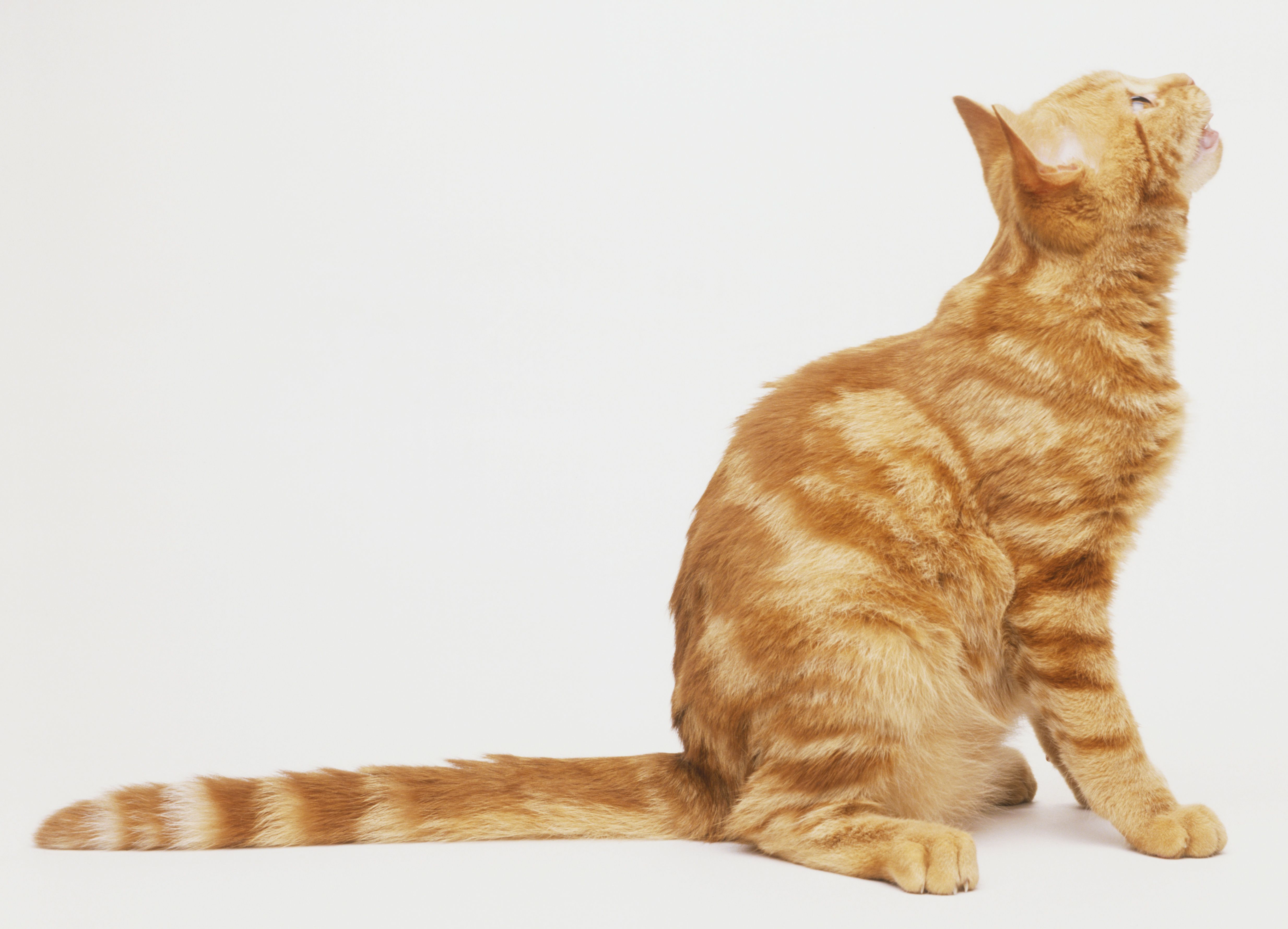 Ginger cat (Felis silvestris catus), sitting, with its tail stretched out