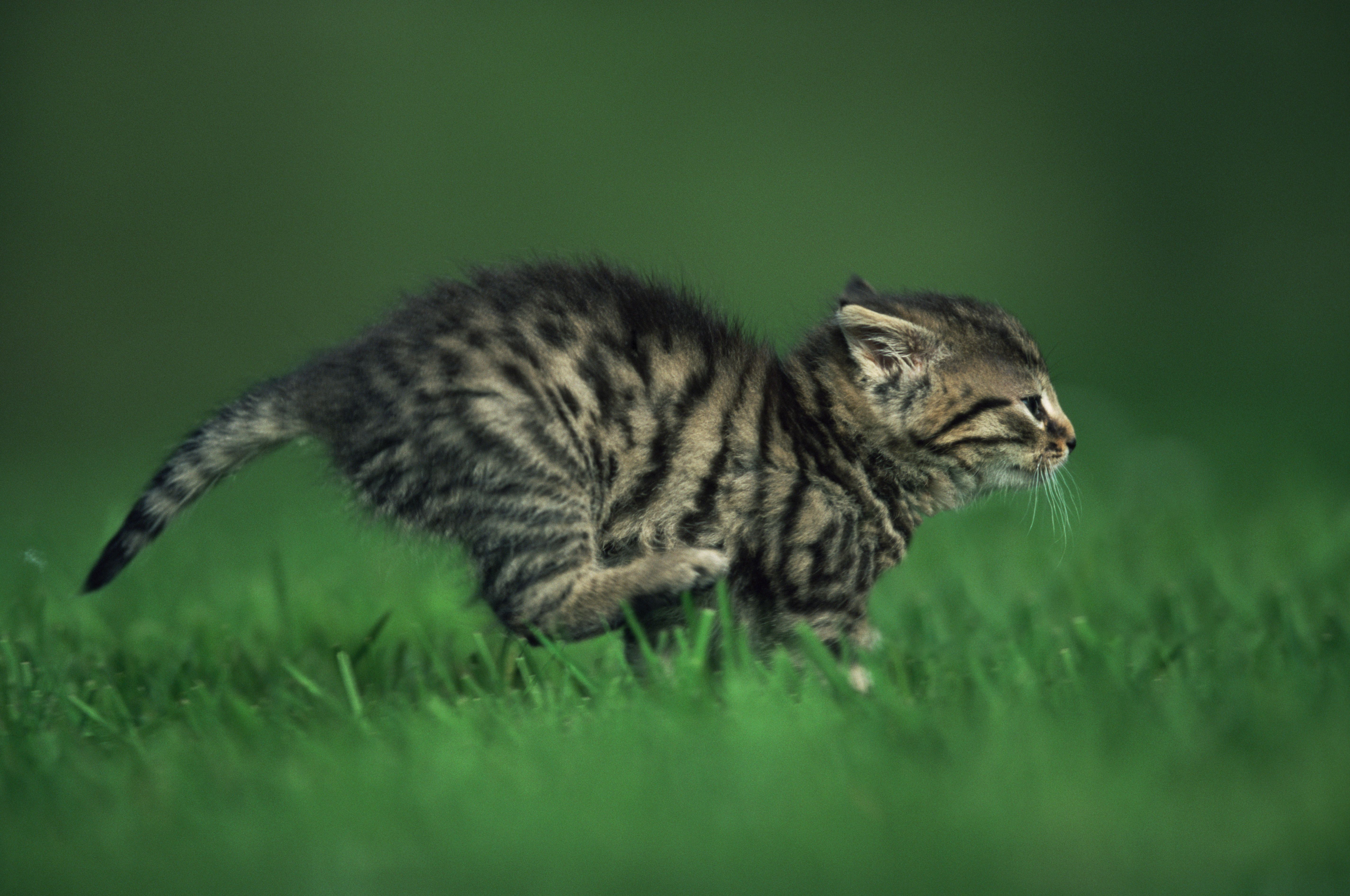 Running kitten