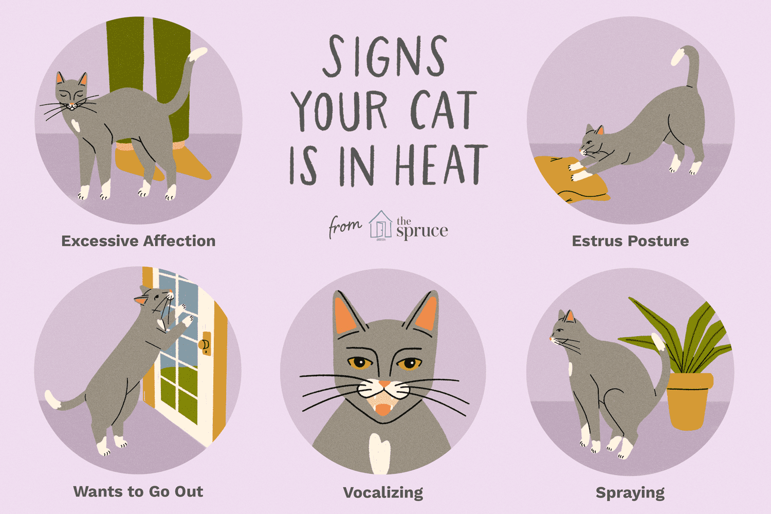 Illustrations of the signs that your cat is in heat