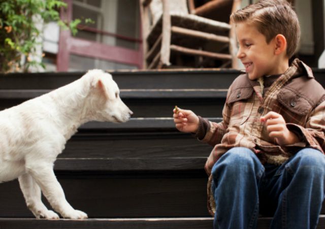 Boy playing with puppy on steps outdoors