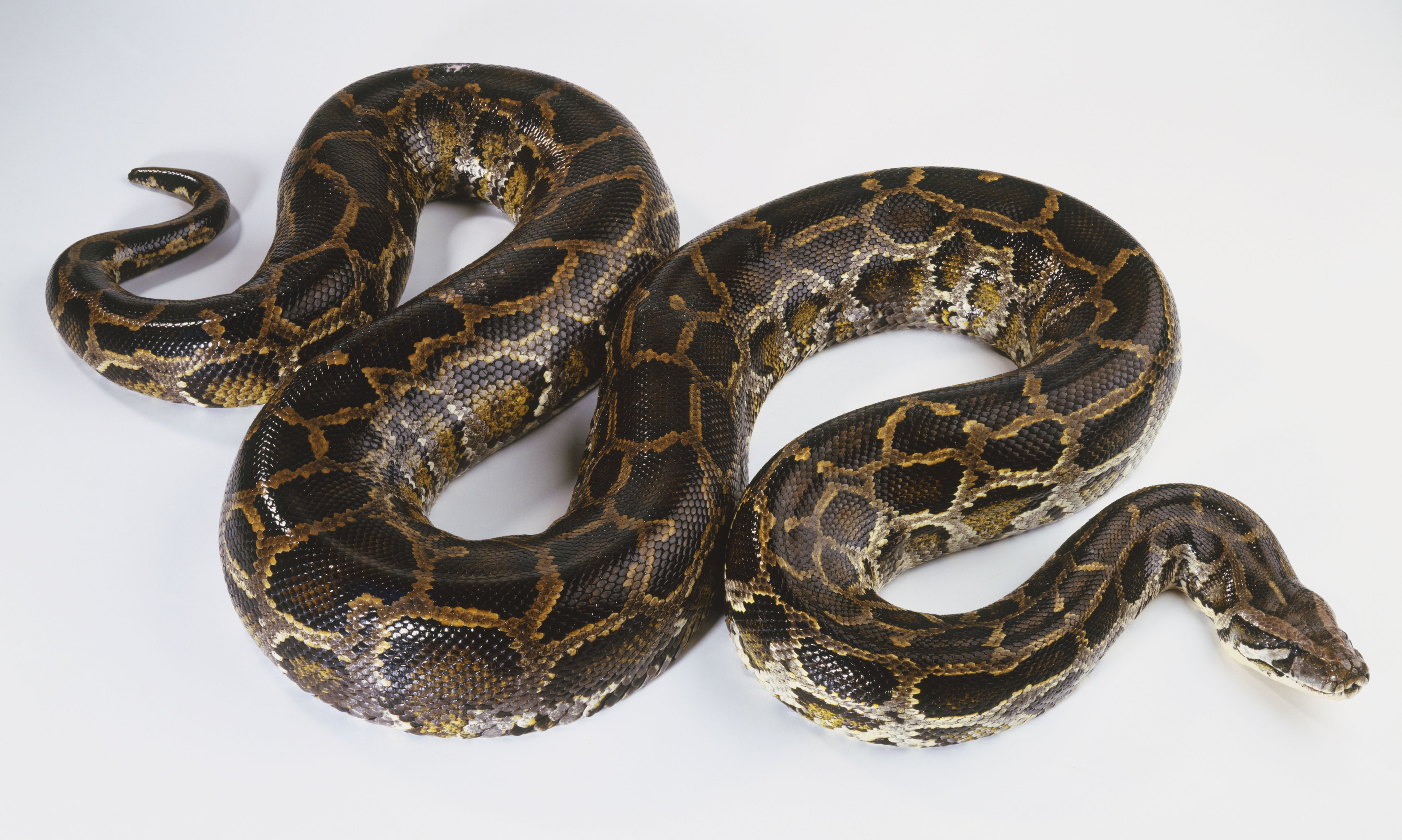 Slithering Burmese Python (Python molurus), view from above.