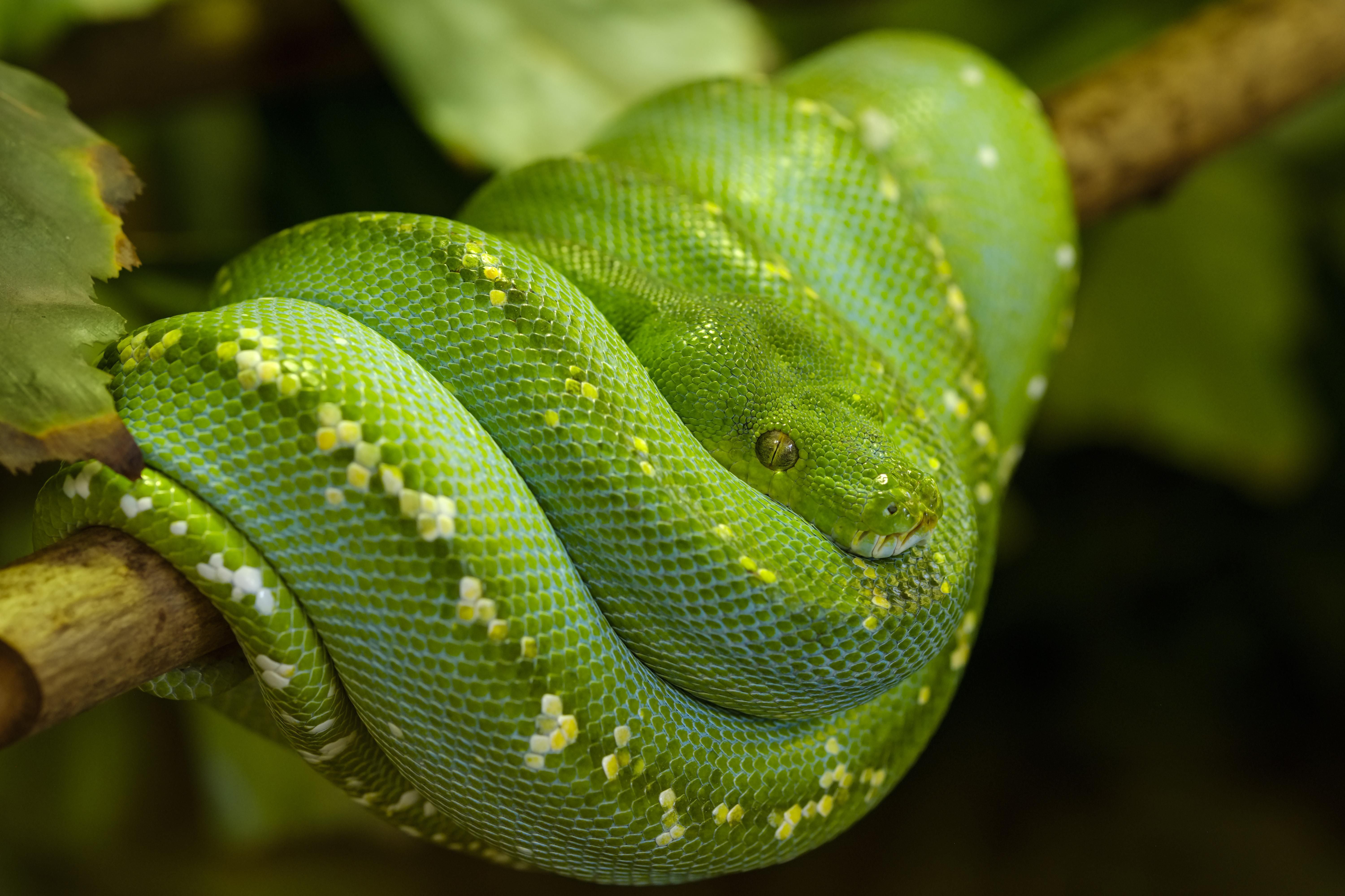 Green Tree Python (Morelia viridis), captive