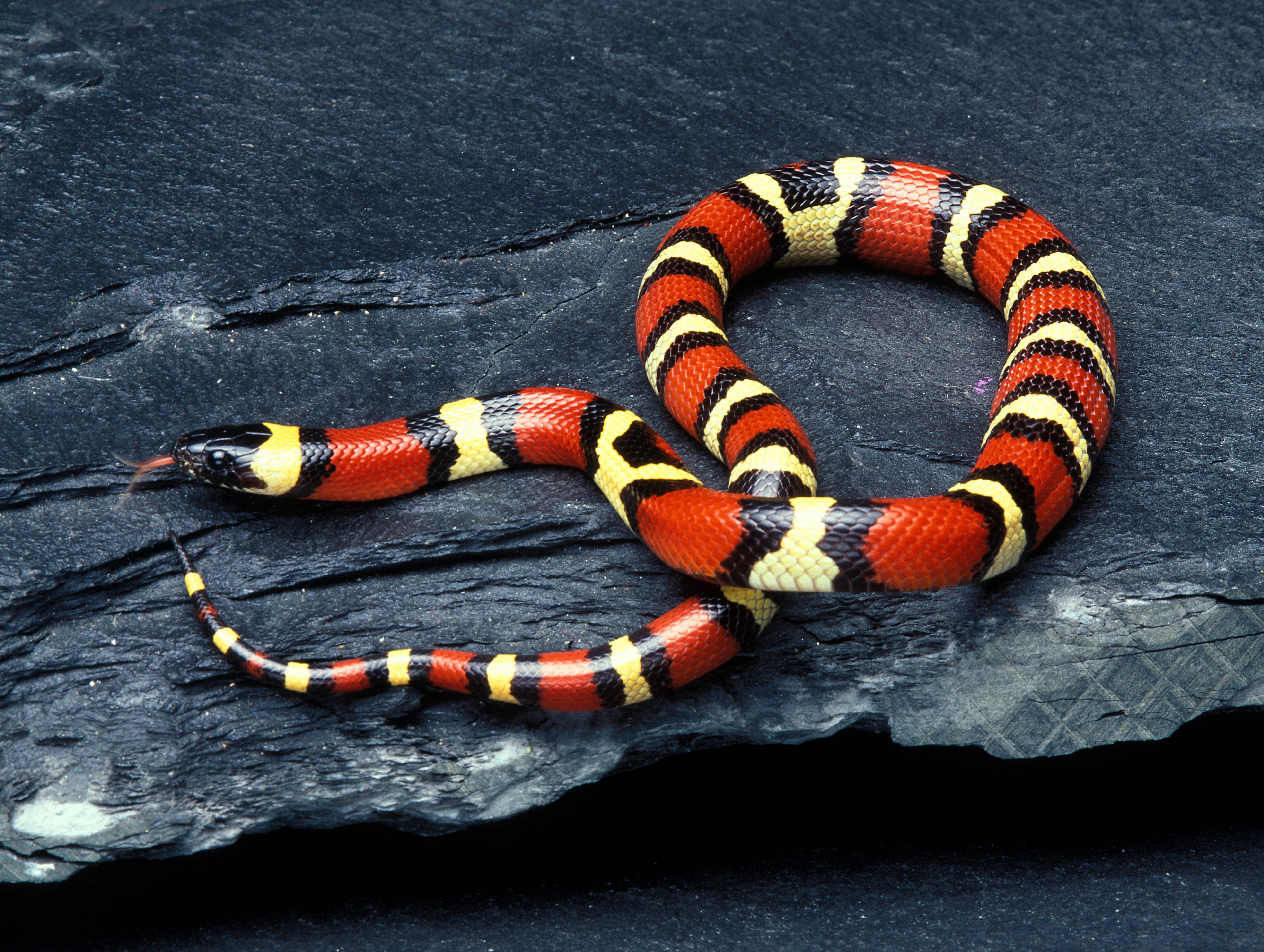 Pueblan Milk Snake (Lampropeltis triangulum campbelli)