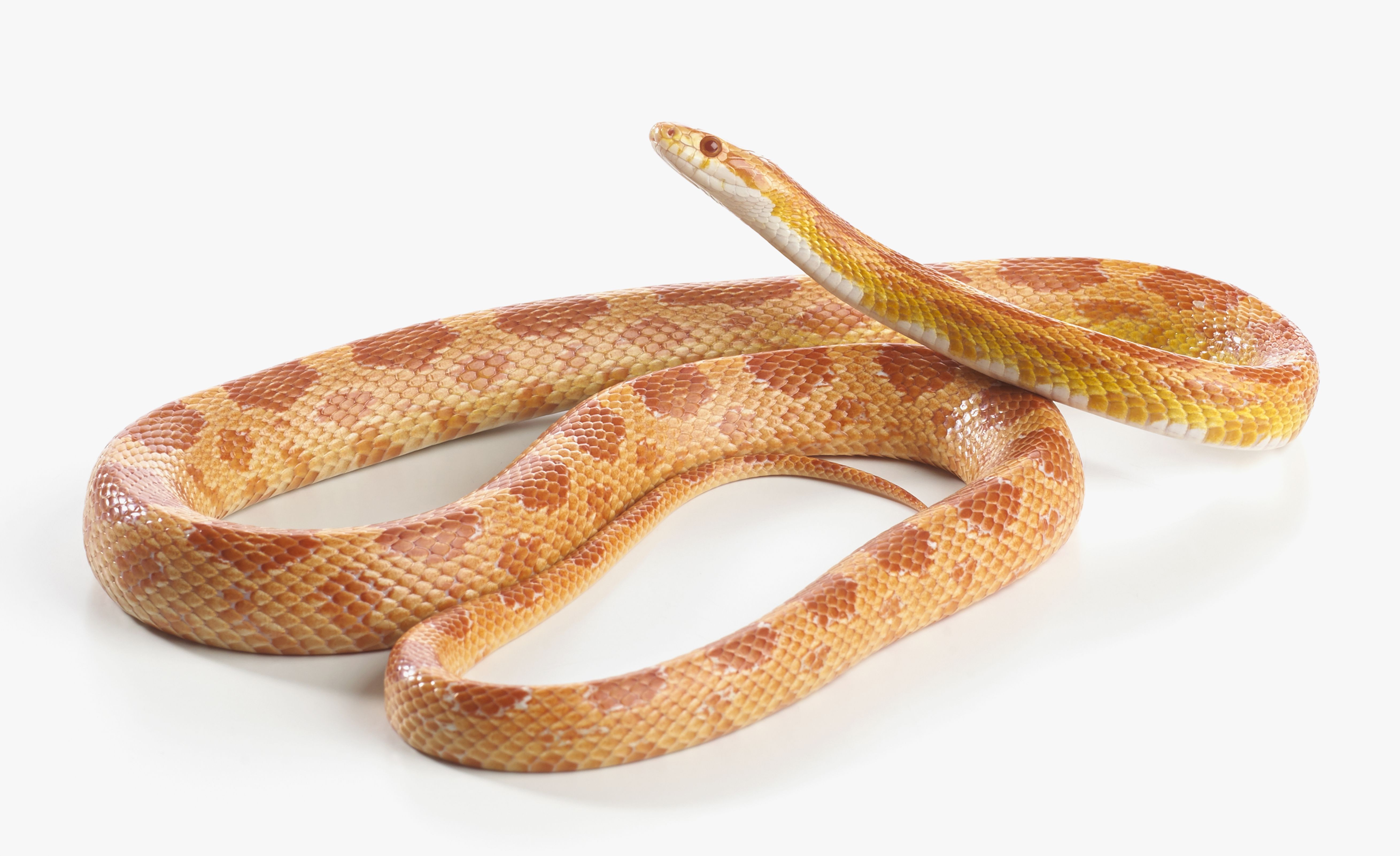 Sunglow Corn Snake, Sunglow Cornsnake (Pantherophis guttatus)