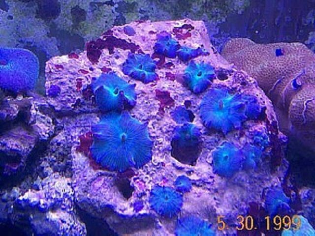 Blue Mushroom Corals