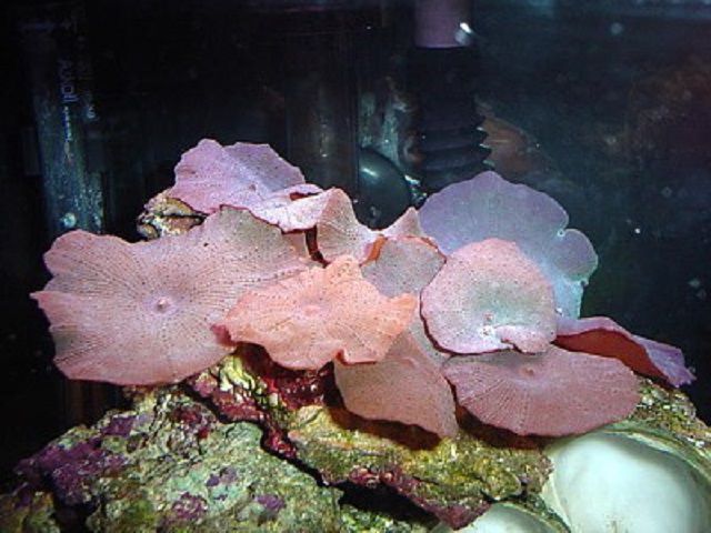 Pink/Red Mushroom Corals