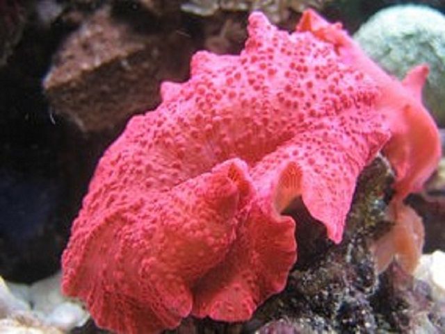 Pink Mushroom Coral