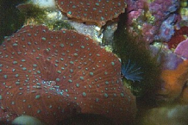 Spotted Mushroom Corals (Discosoma sp.)