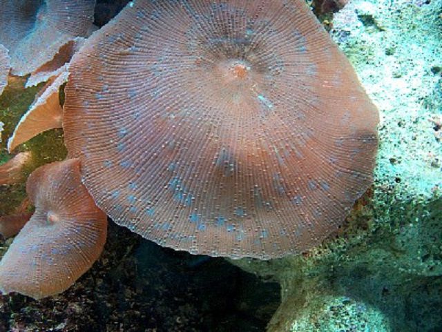 Speckled Mushroom (Actinodiscus sp.) Coral