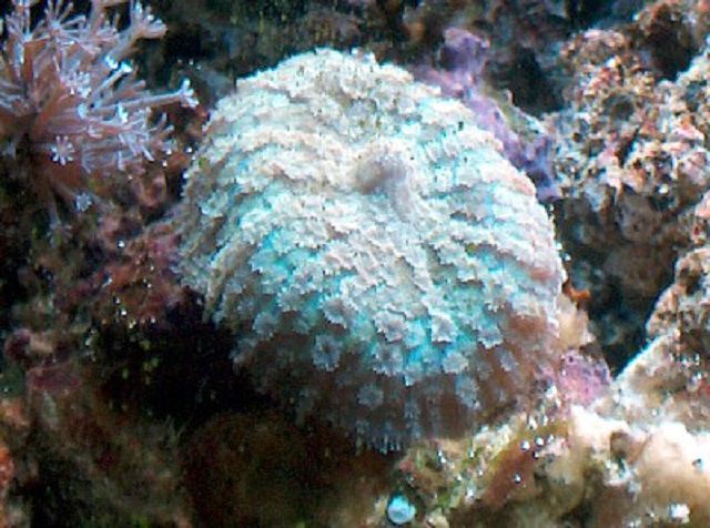 Mushroom (Actinodiscus sp.) Coral
