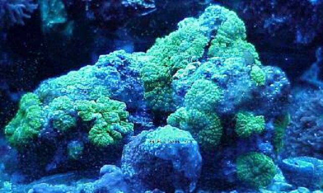 Fluorescent Green Mushroom Corals