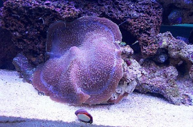 Giant Elephant Ear Mushroom Coral
