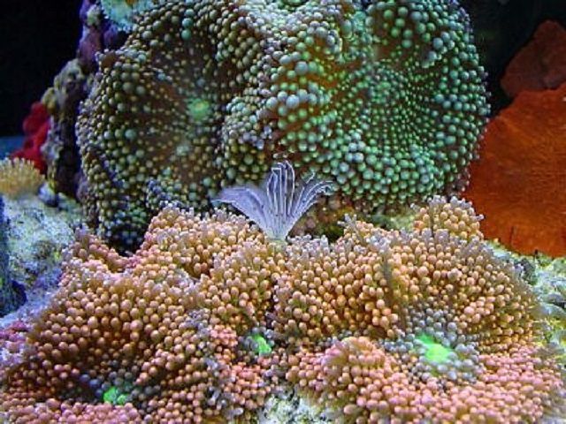 (Ricordea floridea) Mushroom Corals