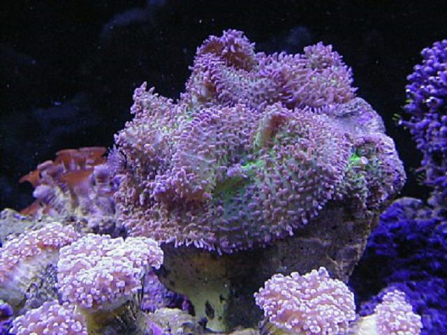 Frilly Mushroom Coral (Rhodactis sp.)