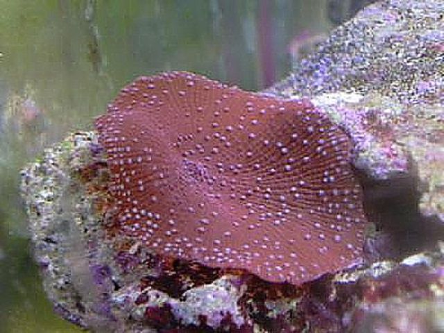Spotted Red Mushroom Coral (Discosoma sp.)