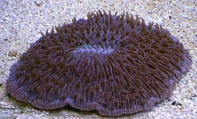 Stony Disk or Mushroom Coral
