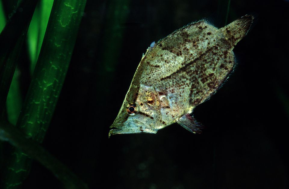 Leaffish