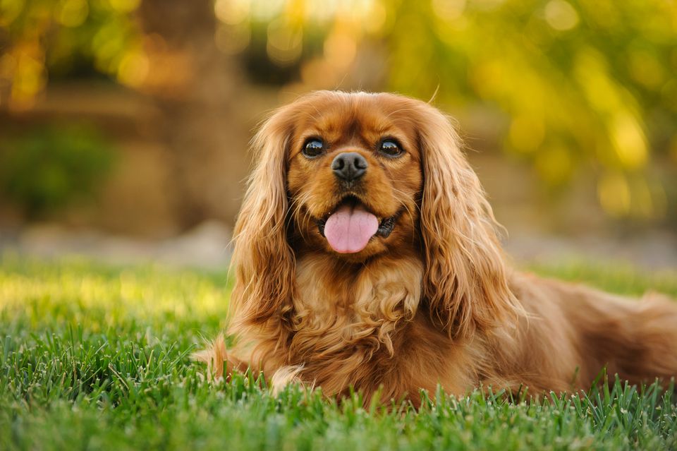 Cavalier King Charles Spaniel lying down in the grass