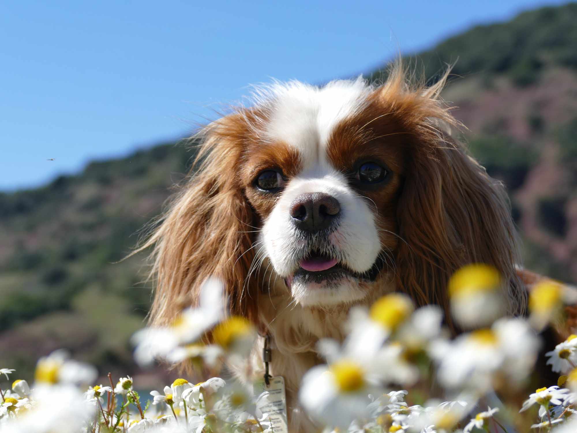 Cavalier King Charles Spaniel in front of some daisies