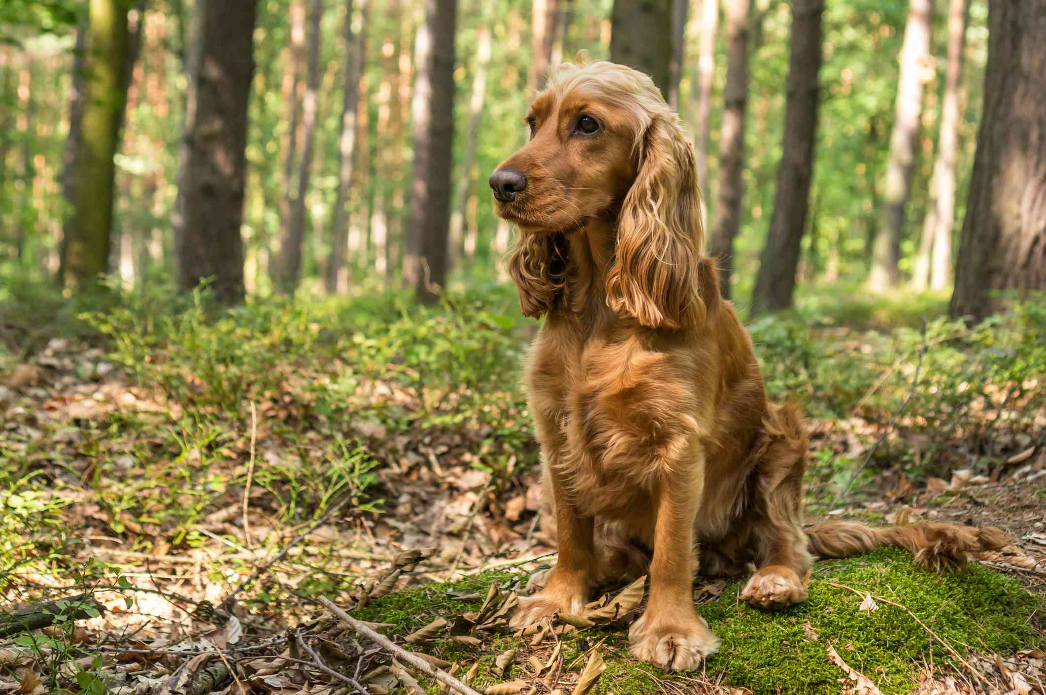 English Cocker Spaniel sitting in a forest