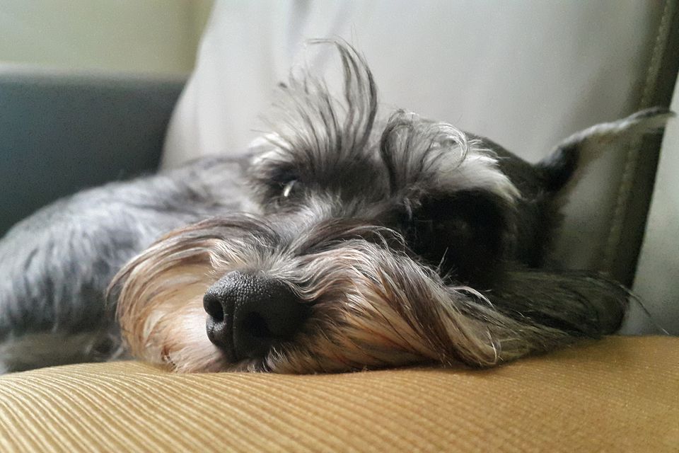 Up close portrait of schnauzer on couch