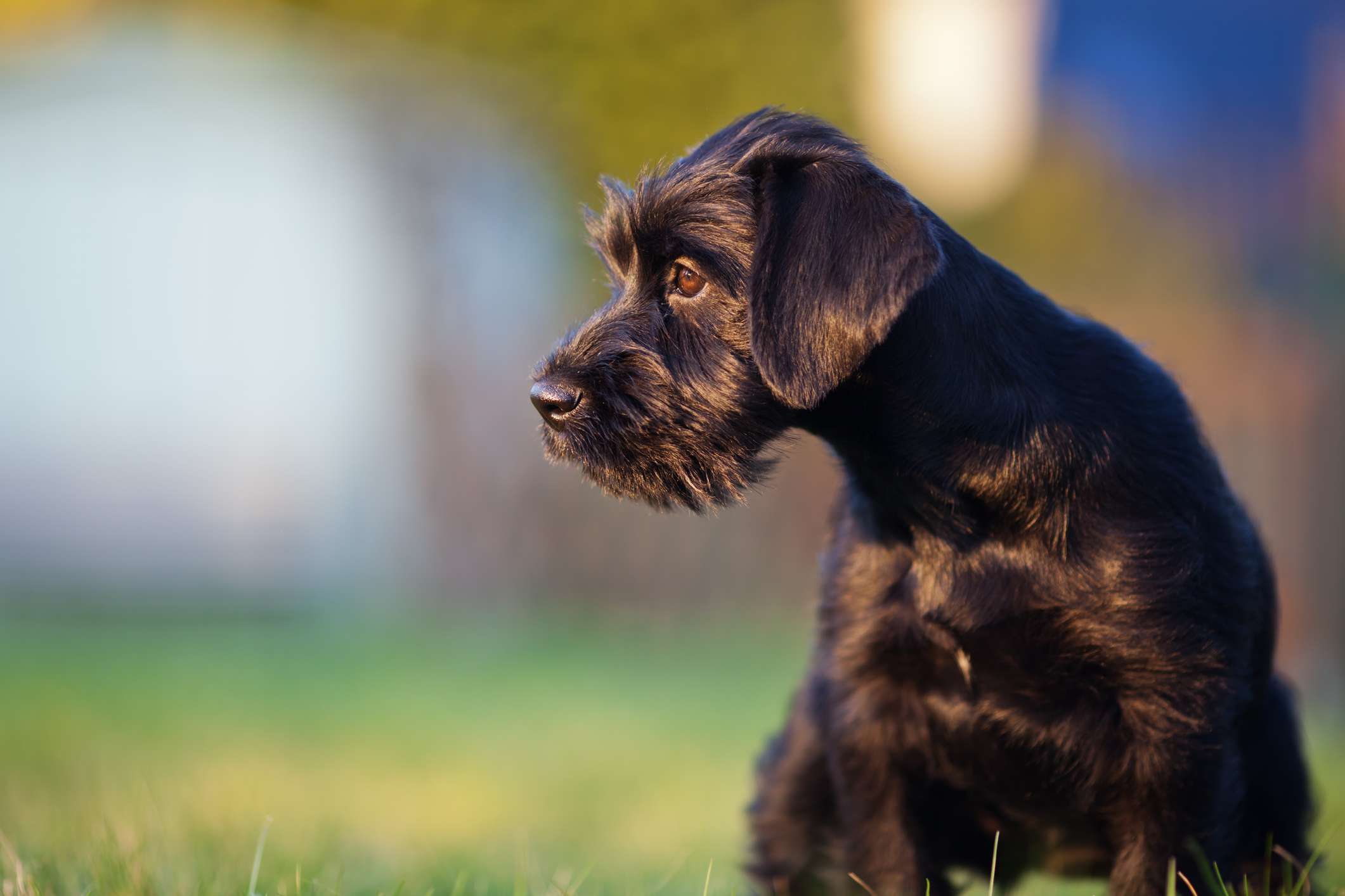 Black standard schnauzer puppy portrait