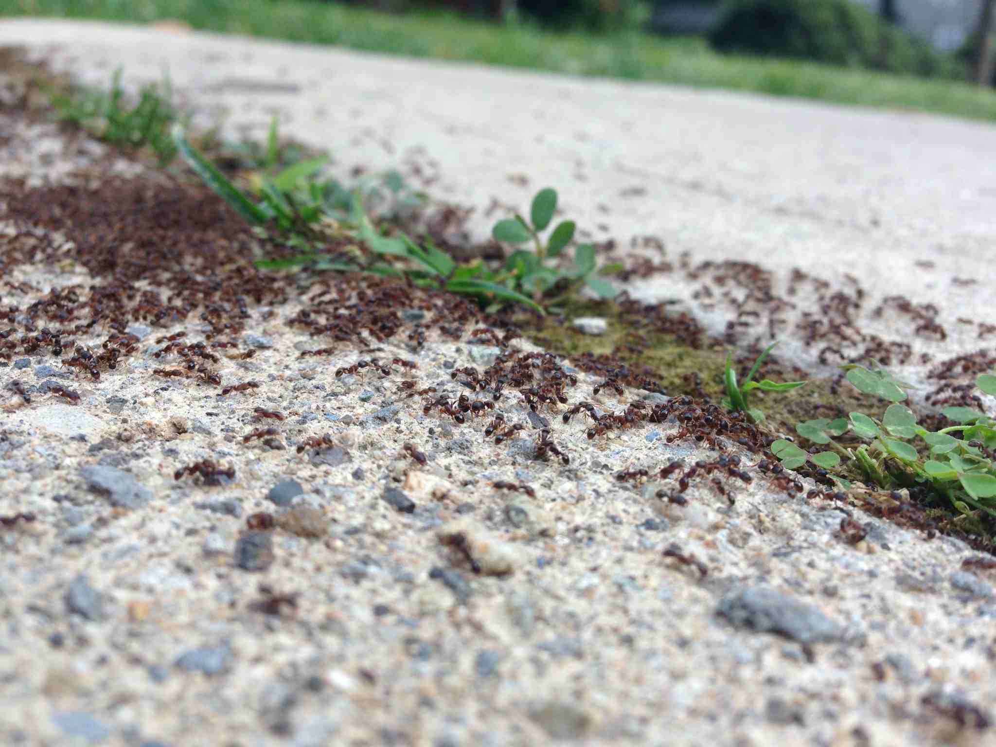 Ants On Sidewalk