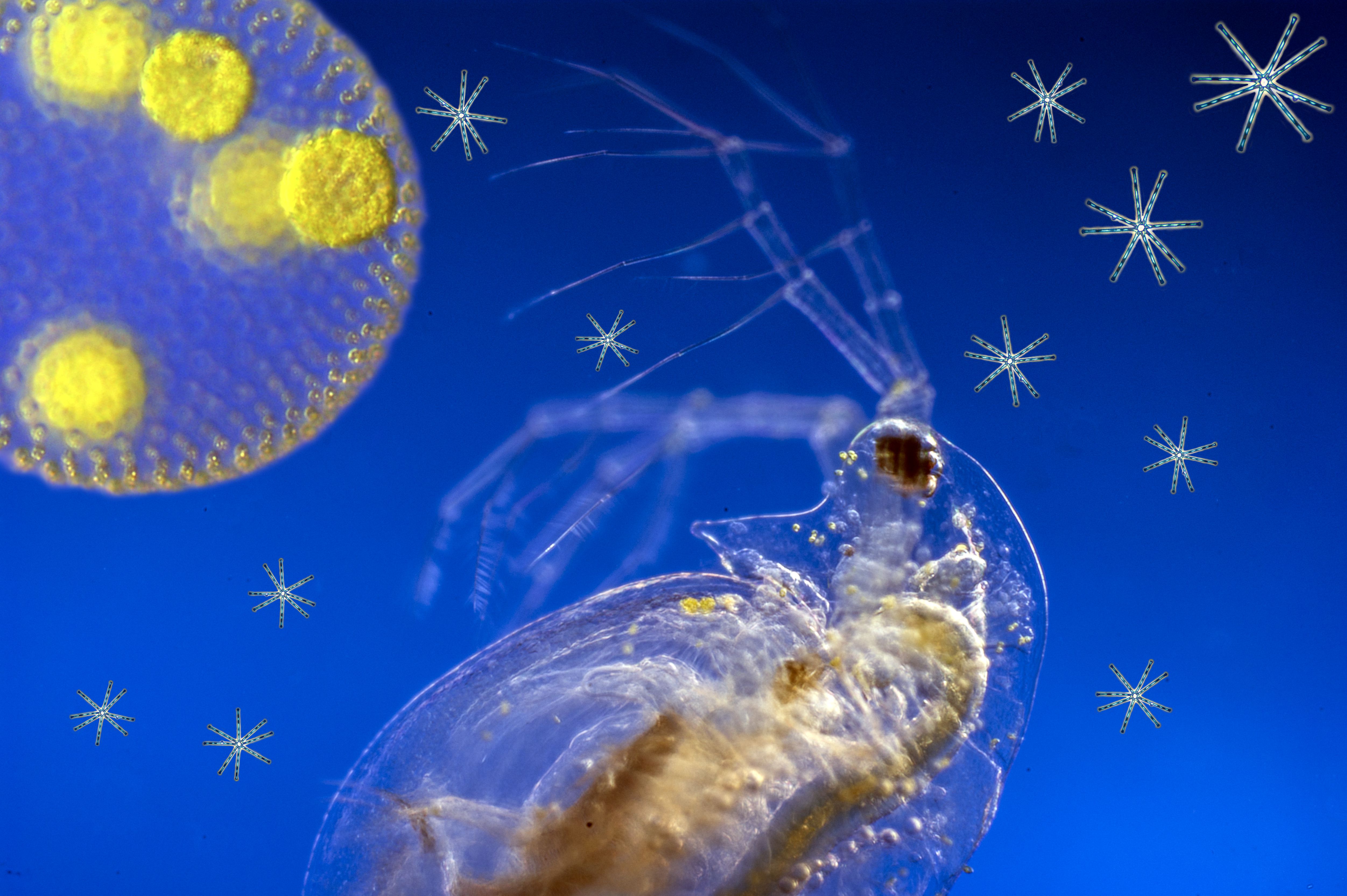 Waterflea with plankton sky composing