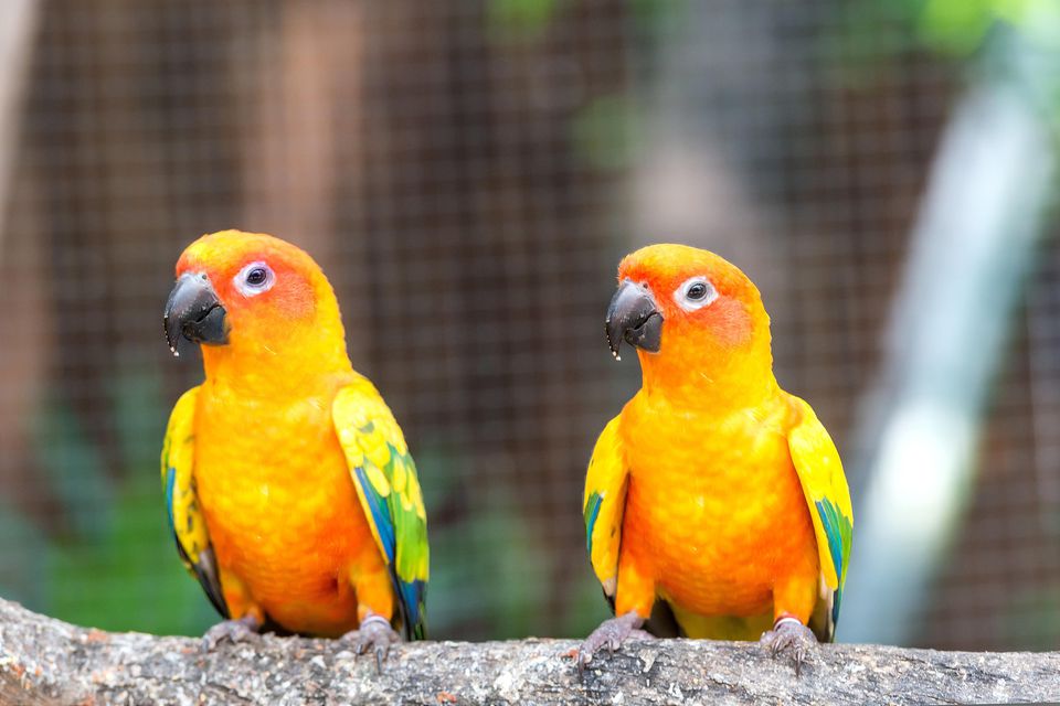 Two sun conures on a branch
