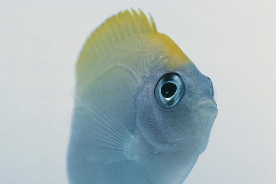 Swallowtail angelfish (Genicanthus sp.), front view