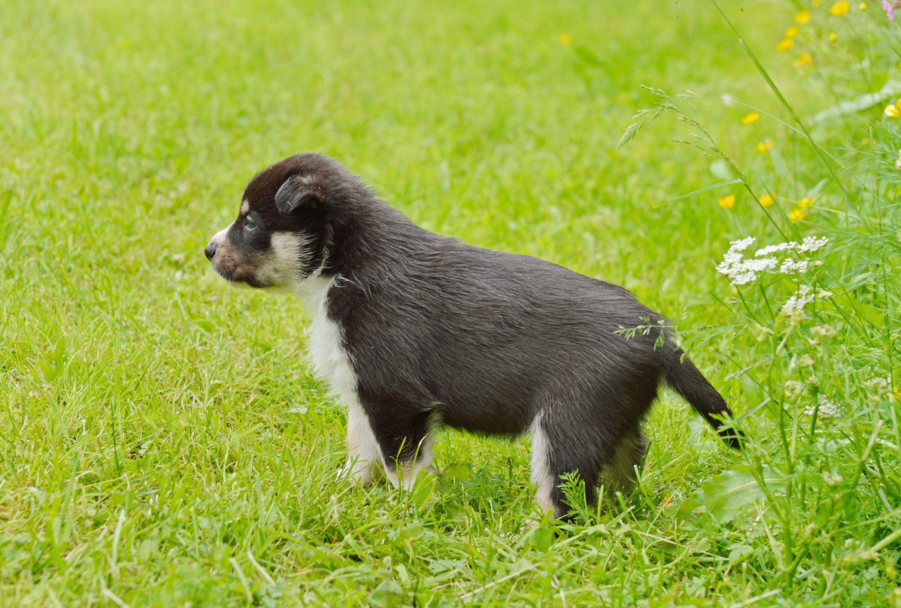 Swedish Vallhund puppy