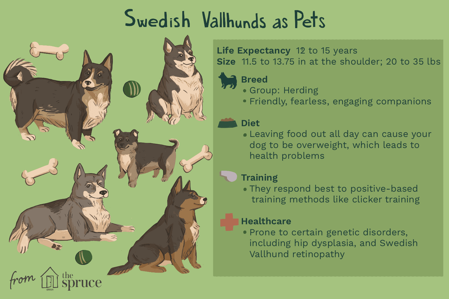 swedish vallhunds as pets illustration
