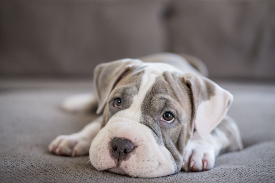 Shar-Pei Pitbull Puppy Laying on Couch