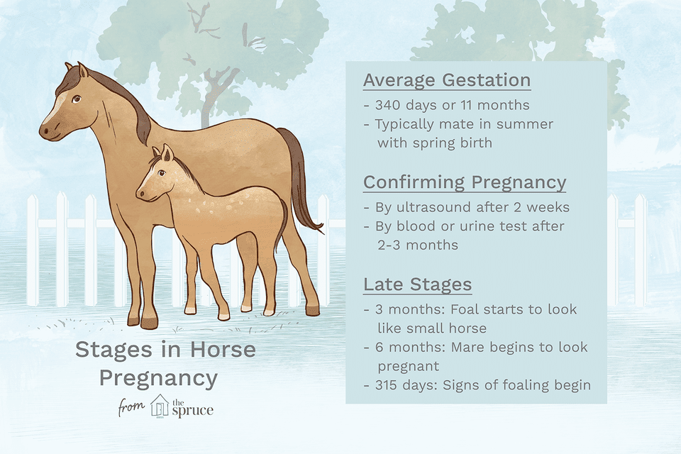 An illustration of the stages of horse pregnancy