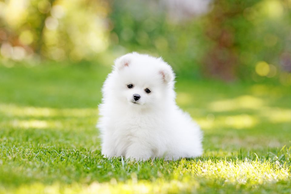Adorable white Pomeranian puppy spitz
