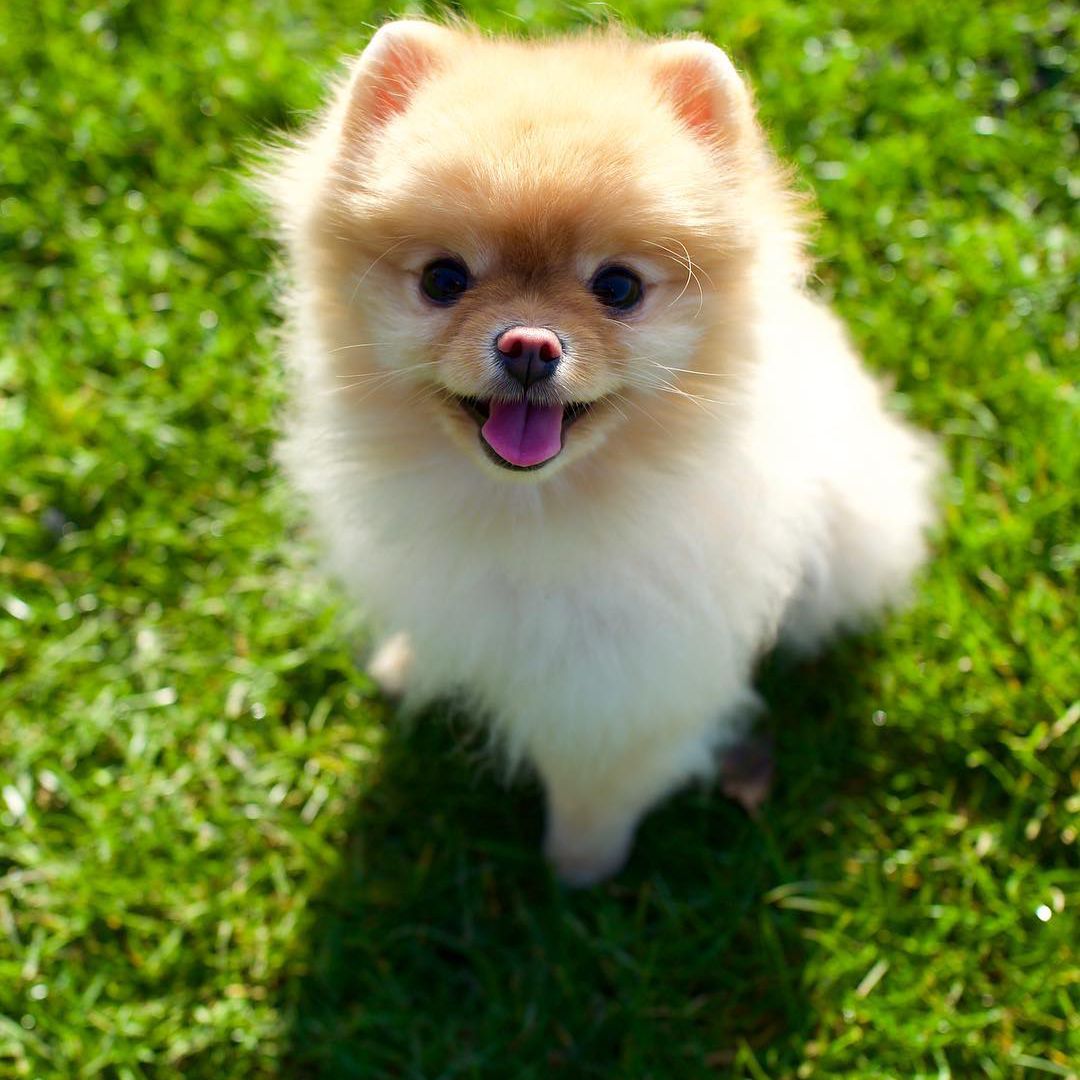 A teacup Pomeranian smiling while sitting on grass