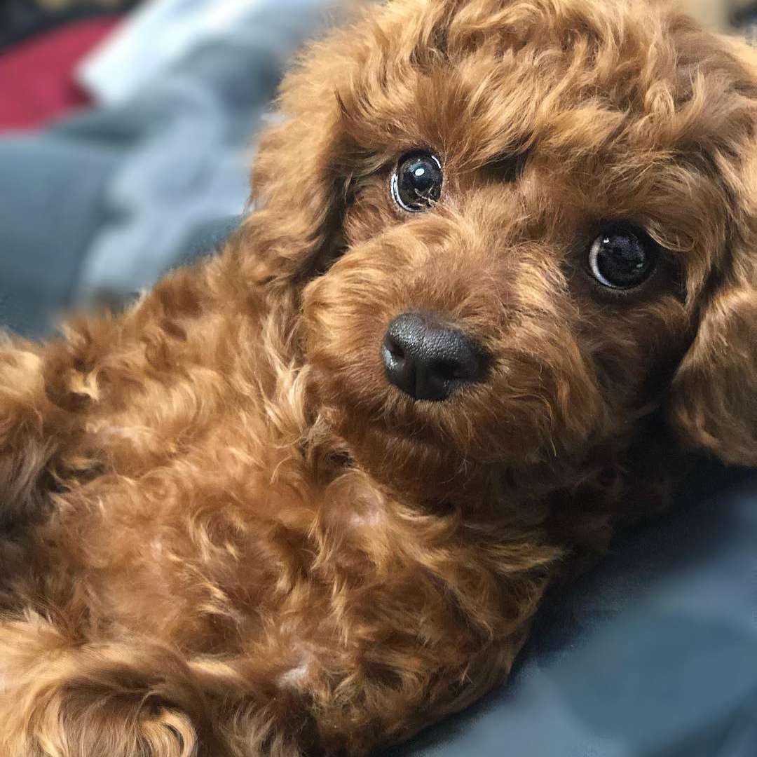 A teacup poodle looking into the camera