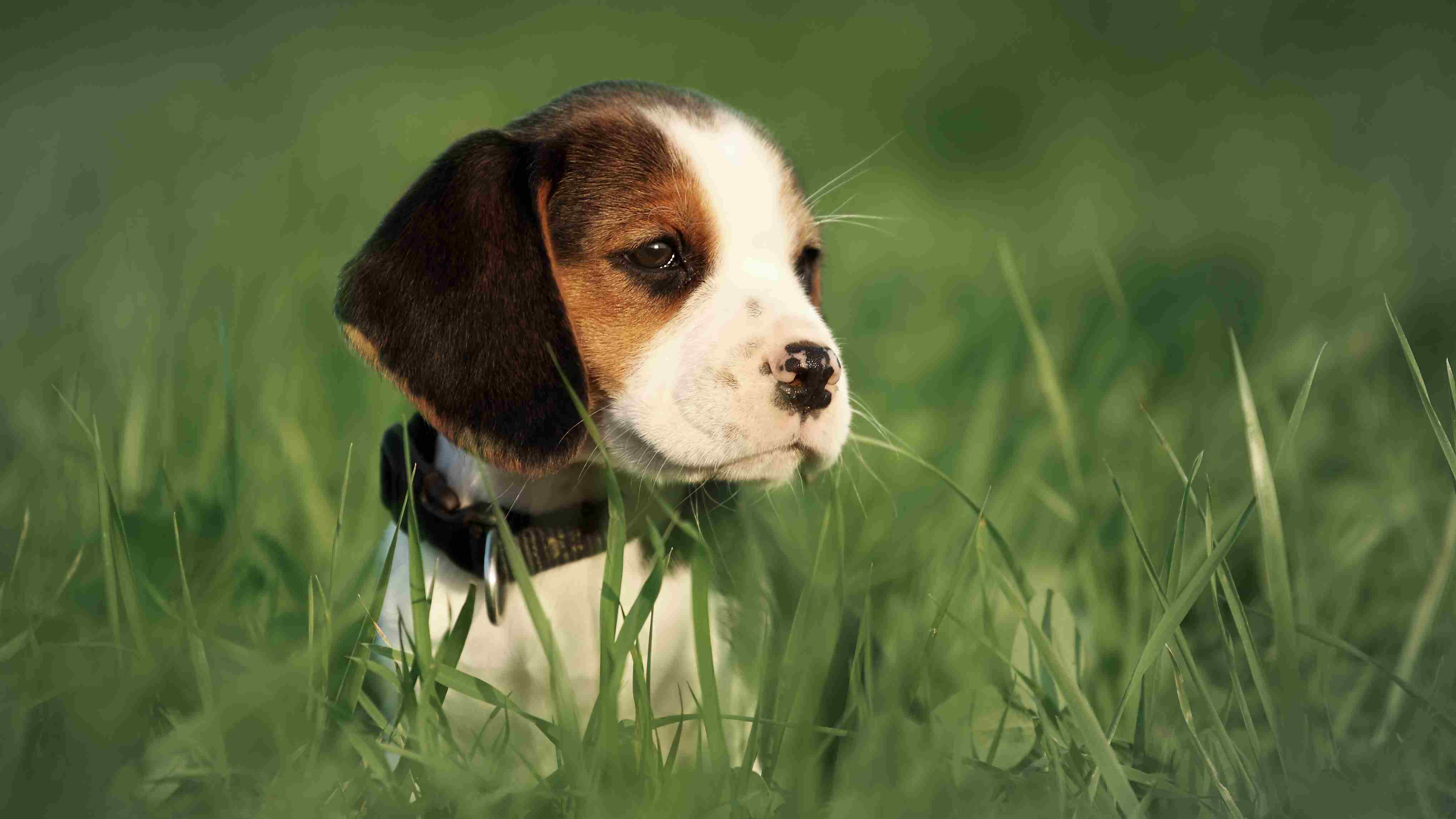 Beagle puppy sitting in grass