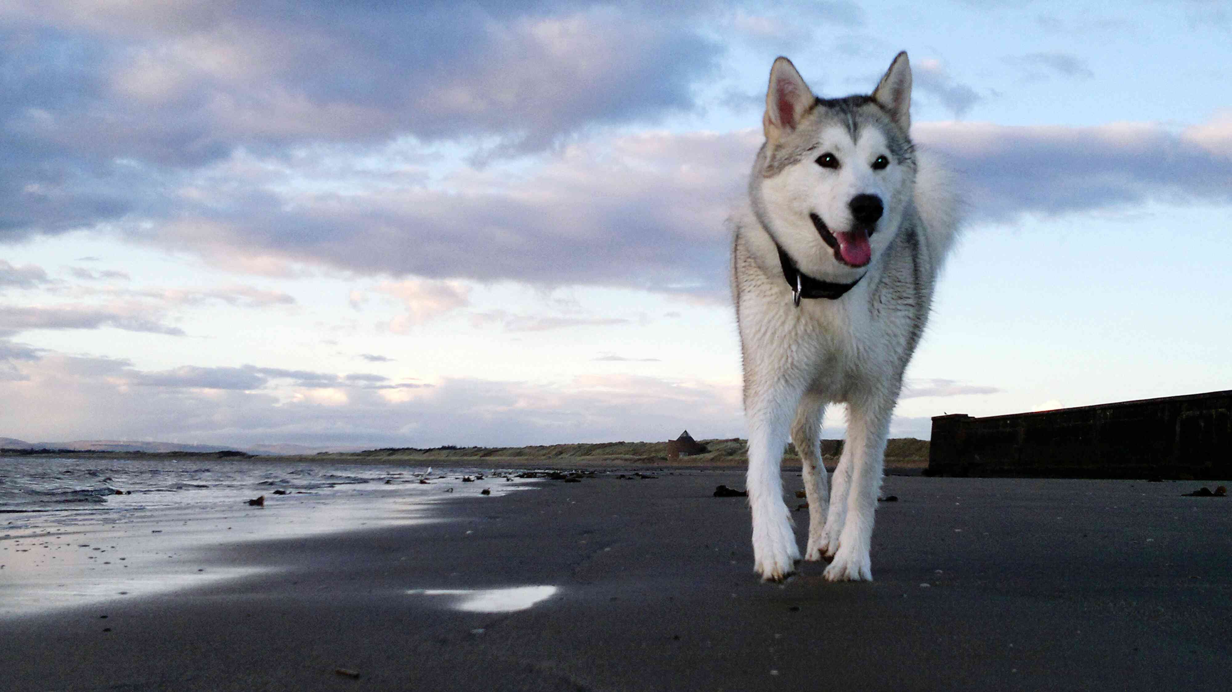 A Siberian Husky walking on a beach.