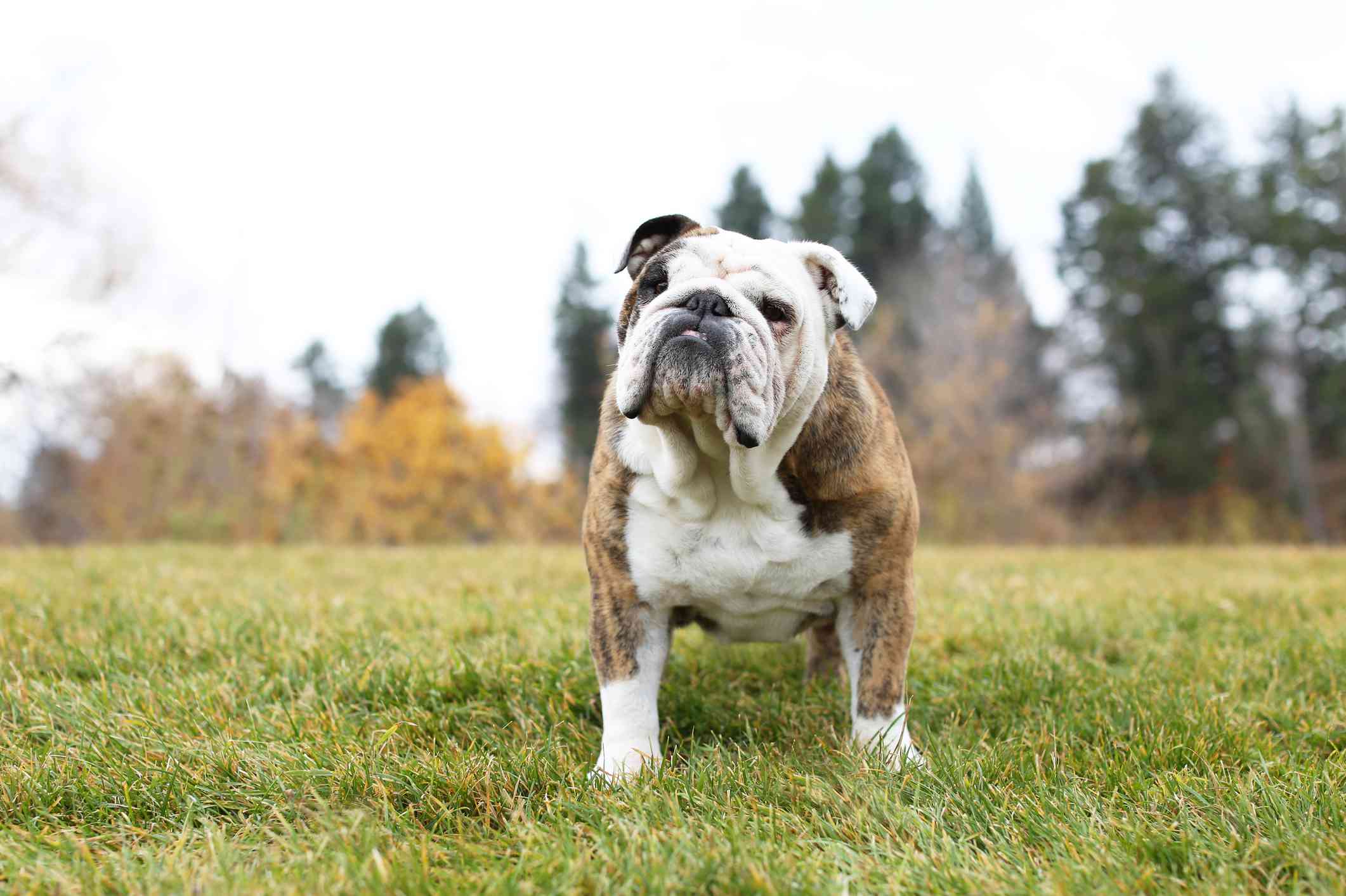 A Bulldog outdoors.