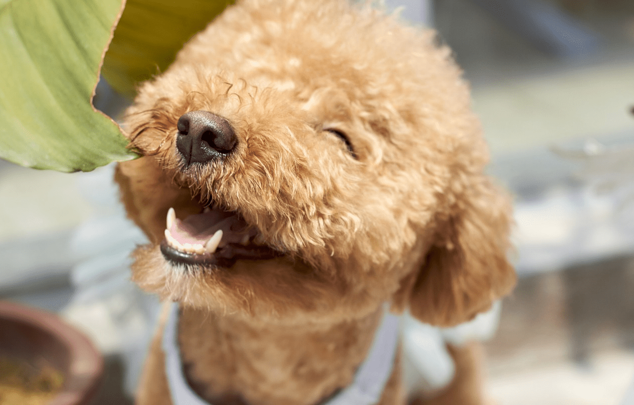 A Poodle smiling with his eyes closed.
