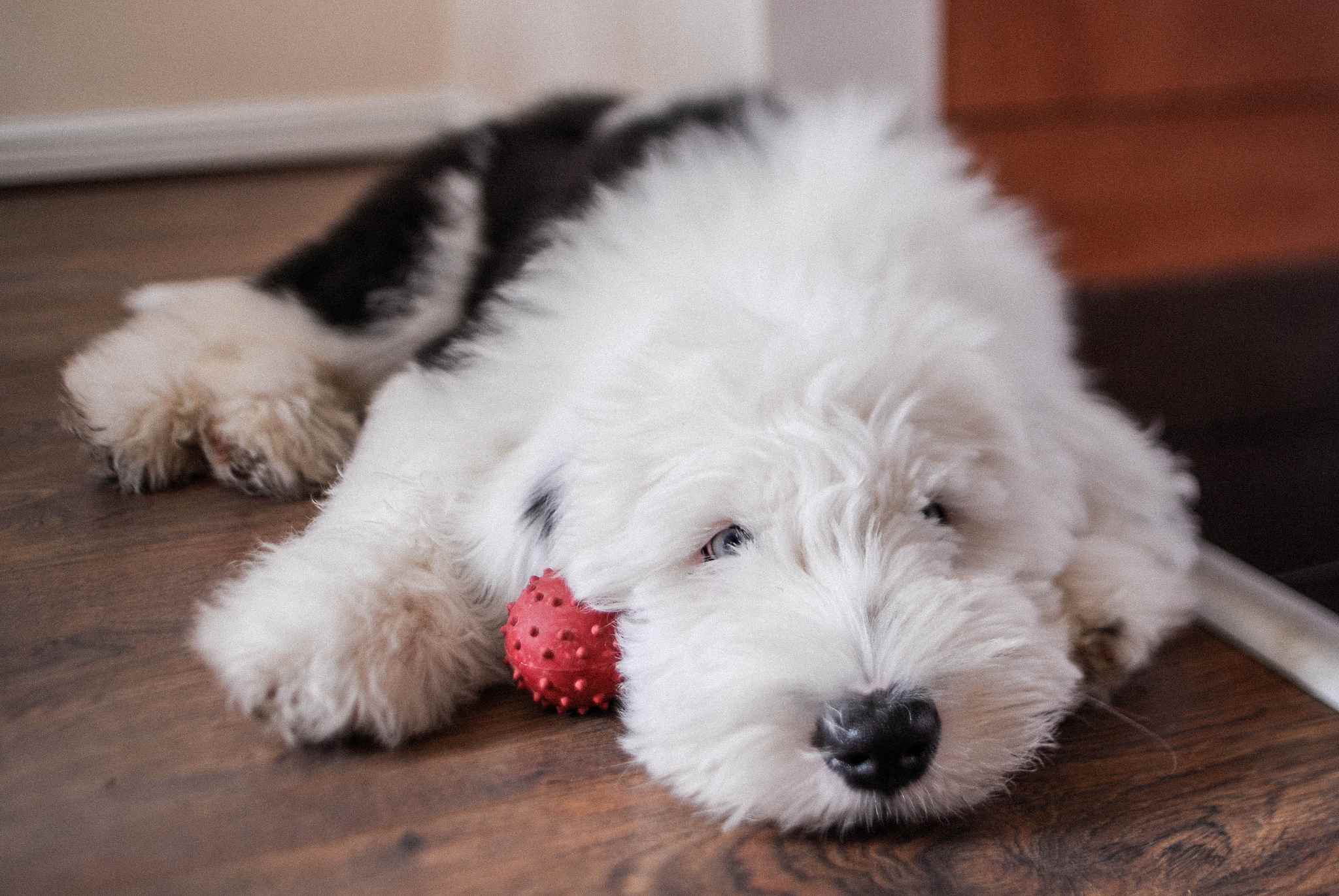 An Old English Sheepdog holding his toy.