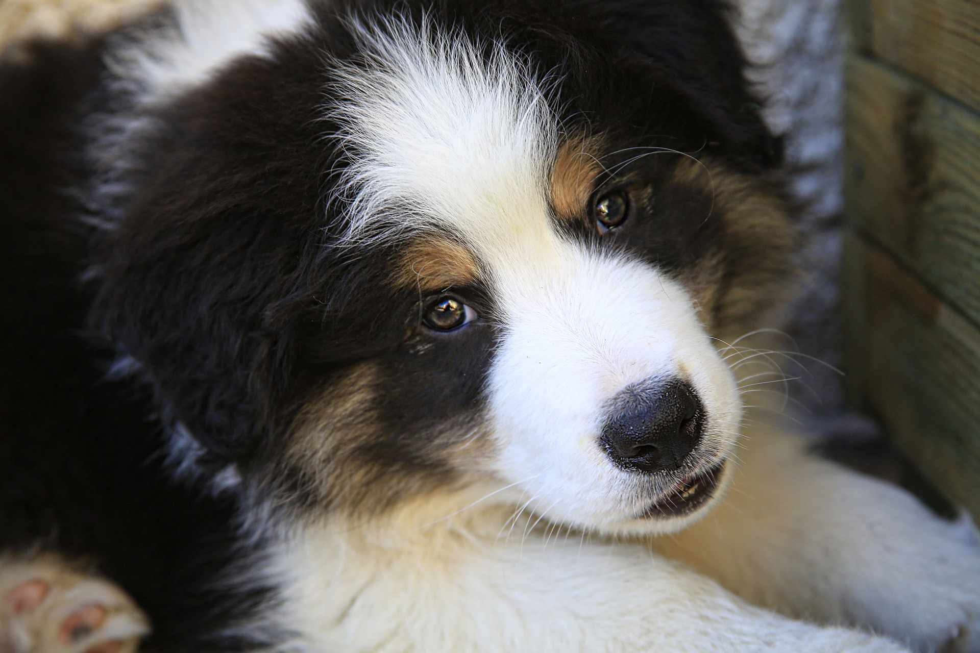 A Border Collie puppy looking into the camera.