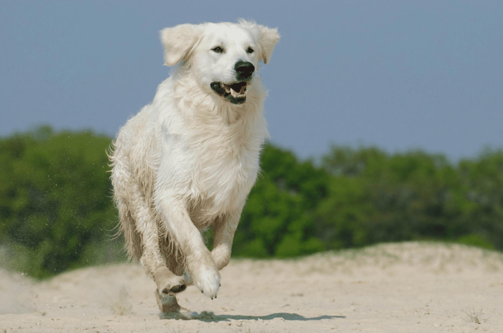 A Great Pyrenees running on a beach.