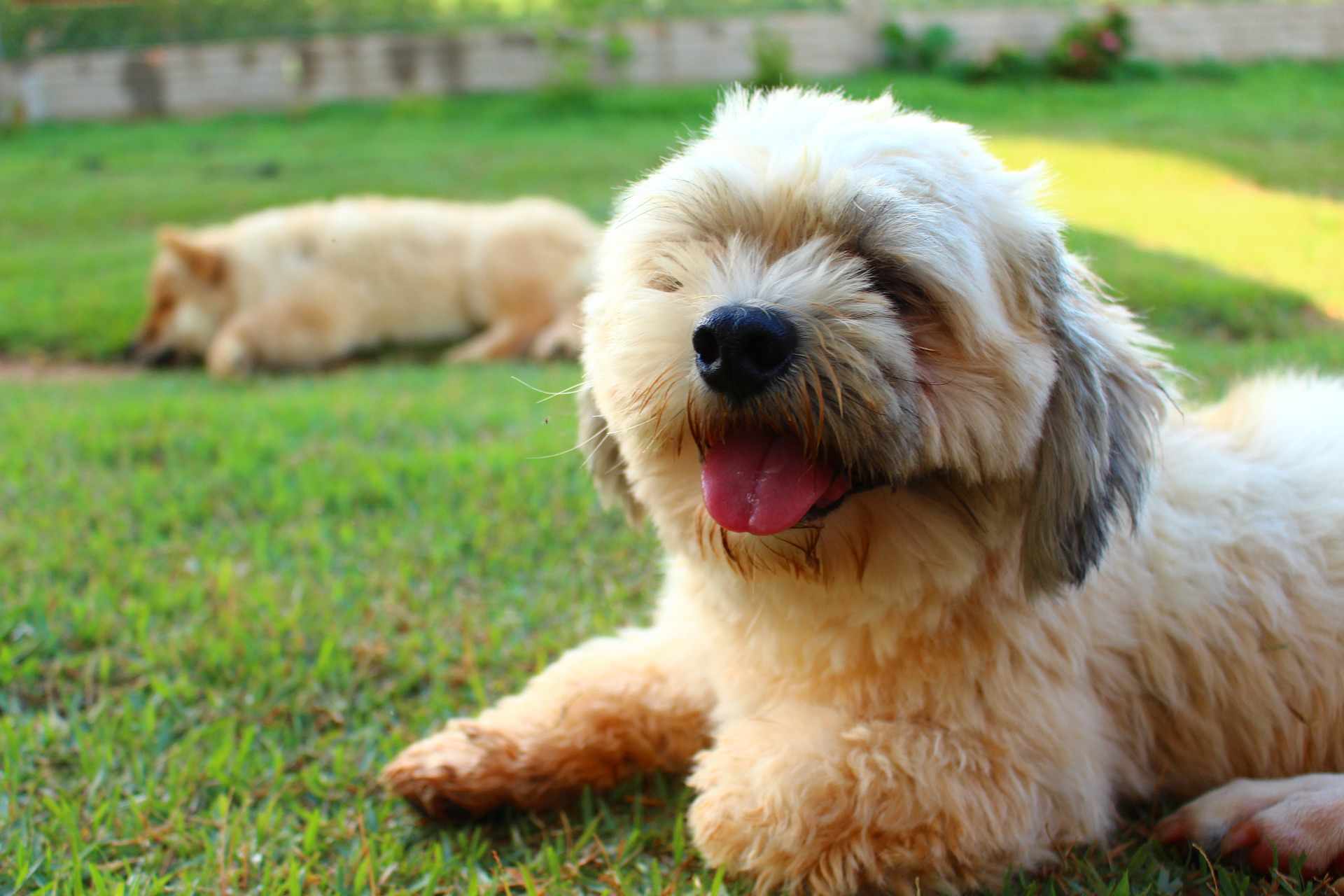 A Lhasa Apso puppy smiling for the camera.