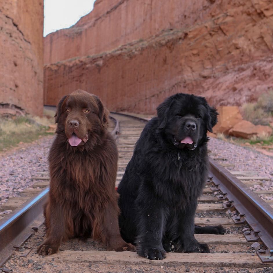 Two newfoundland dogs sitting on train tracks in a canyon smiling